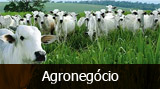 Áreas de Atuação - Agronegócio